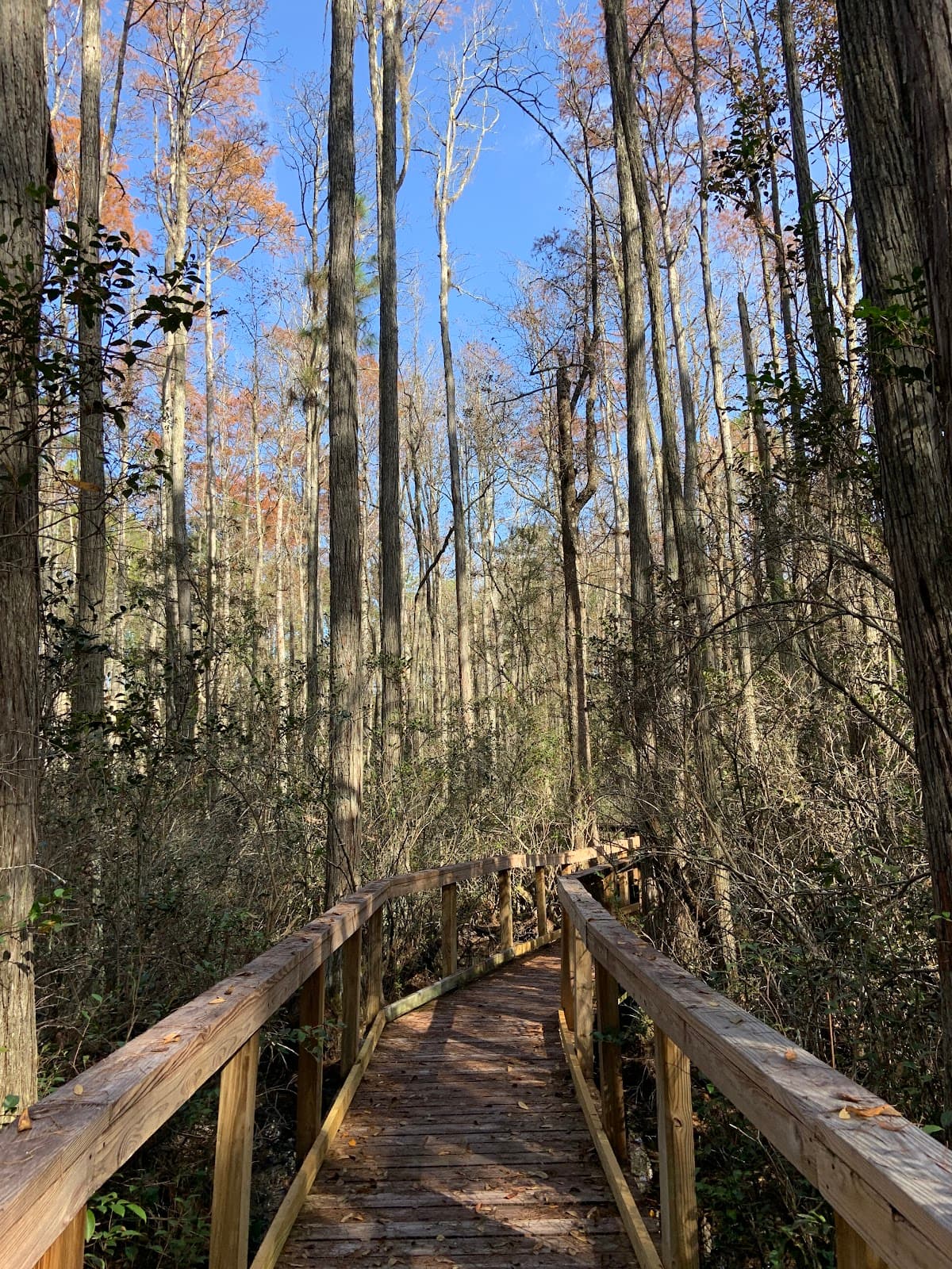 Cary State Forest